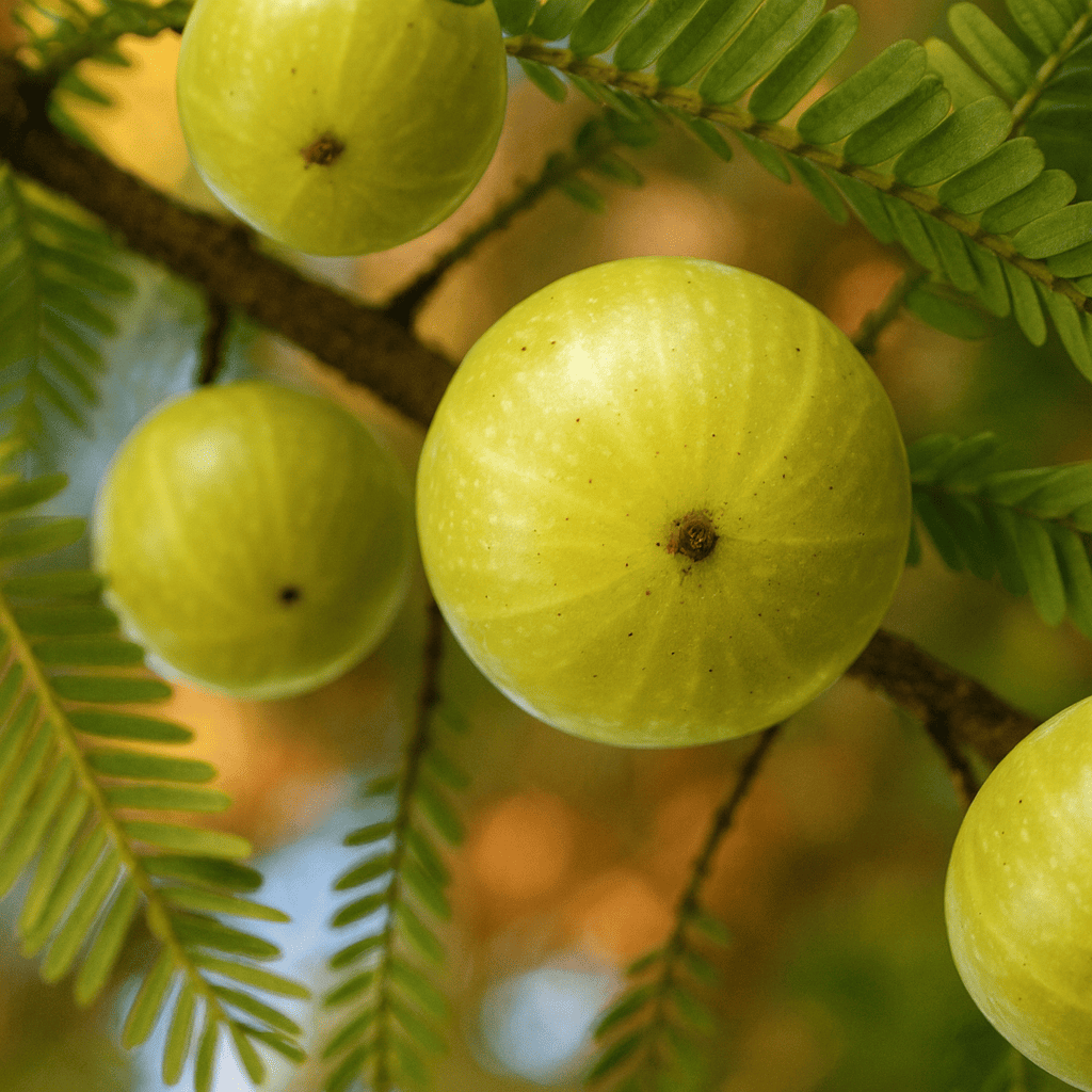 Amla